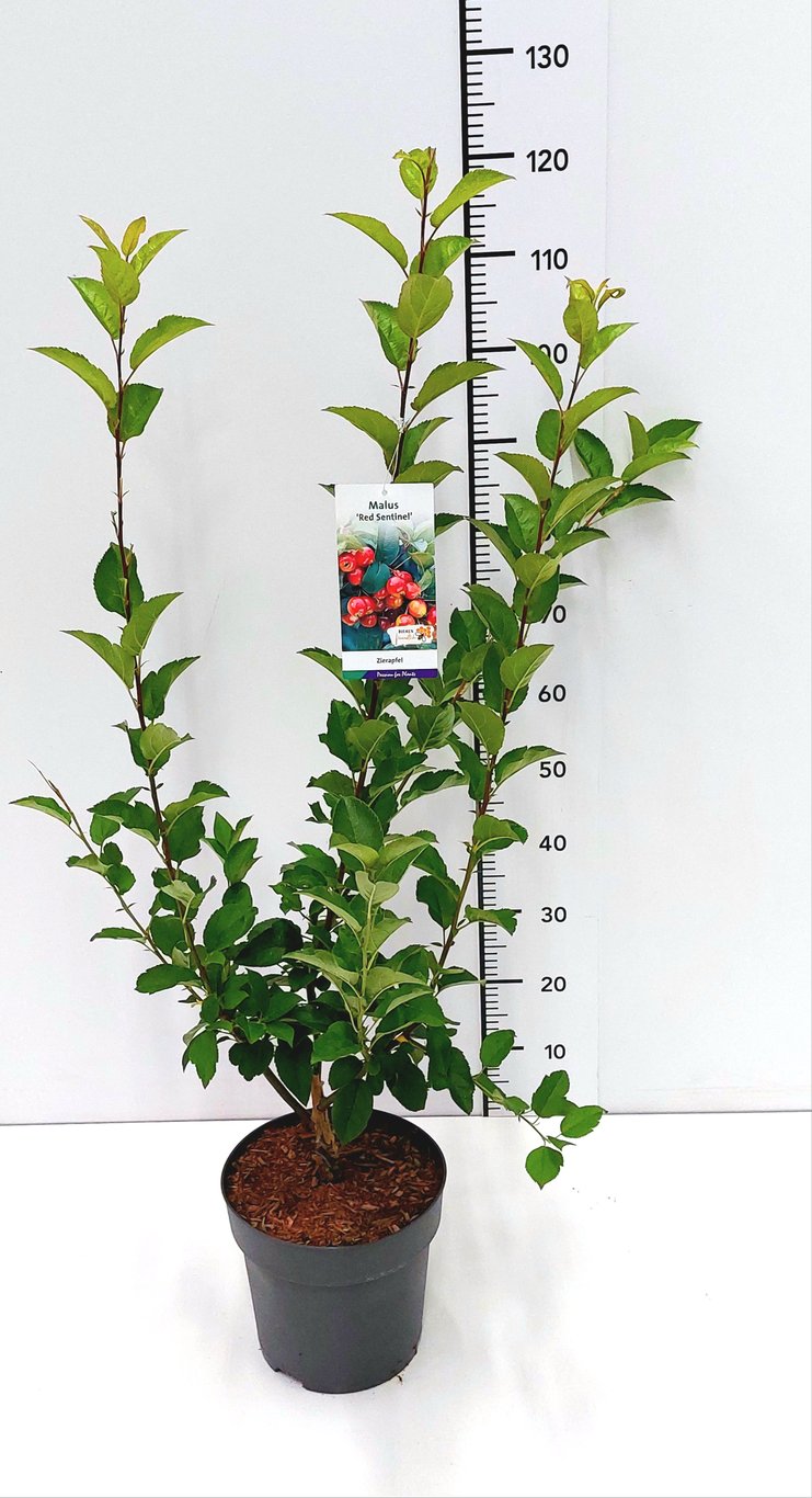 Malus 'Red Sentinel' - C7.5 80-100 CM